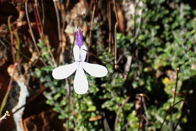 Lobelia dichroma, photographed by Di Turner