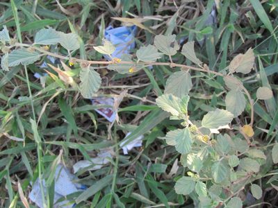 Waltheria rotundifolia, photographed by Breno Figueiredo