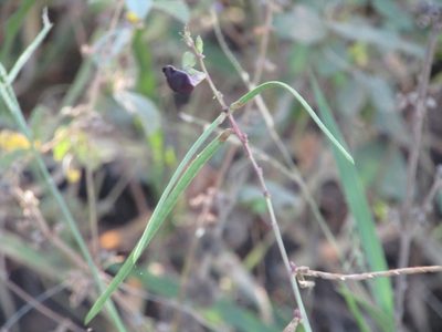 Macroptilium bracteatum, photographed by Breno Figueiredo