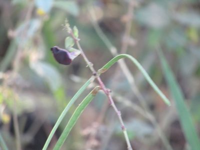 Macroptilium bracteatum, photographed by Breno Figueiredo