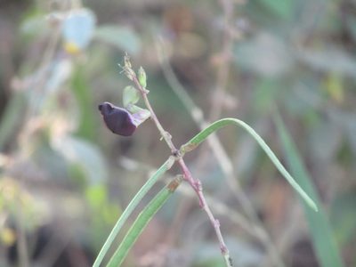Macroptilium bracteatum, photographed by Breno Figueiredo