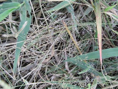 Eragrostis tenella, photographed by Breno Figueiredo