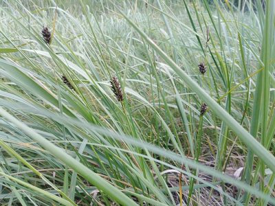 Carex melanostachya, photographed by Татьяна Горбушина