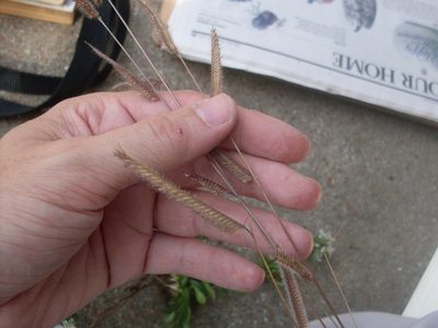Bouteloua pectinata, photographed by Sam Kieschnick