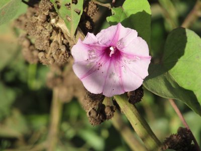 Ipomoea acanthocarpa, photographed by Breno Figueiredo