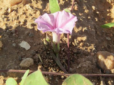 Ipomoea acanthocarpa, photographed by Breno Figueiredo