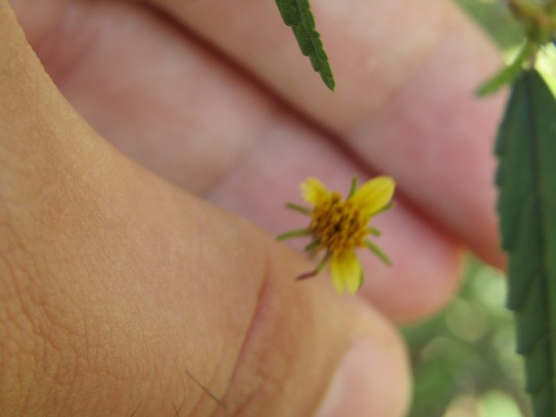 Bidens riparia, photographed by Breno Figueiredo