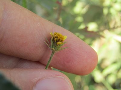 Bidens riparia, photographed by Breno Figueiredo