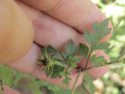Bidens riparia, photographed by Breno Figueiredo