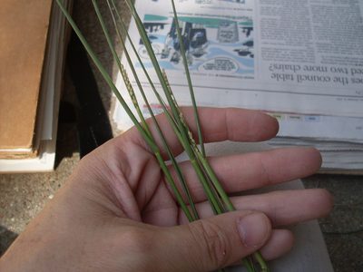 Setaria geminata, photographed by Sam Kieschnick