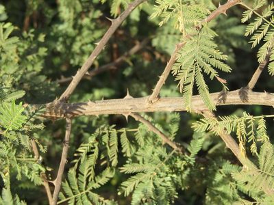 Mimosa tenuiflora, photographed by Breno Figueiredo