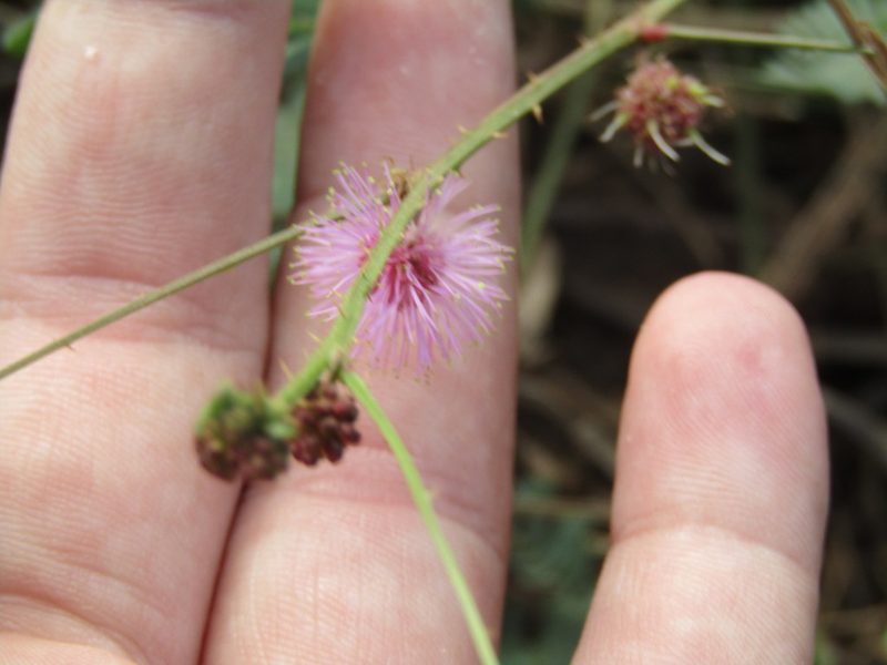 Mimosa candollei, photographed by Breno Figueiredo