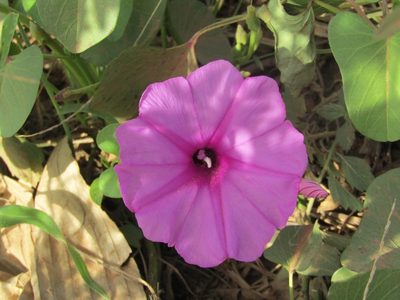Ipomoea asarifolia, photographed by Breno Figueiredo