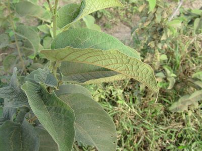 Croton blanchetianus, photographed by Breno Figueiredo