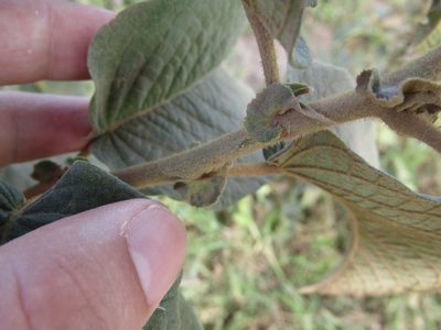 Croton blanchetianus, photographed by Breno Figueiredo