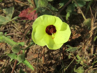 Pavonia cancellata, photographed by Breno Figueiredo