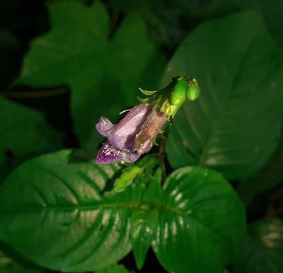 Asystasia dalzelliana, photographed by OnePlanet