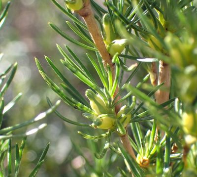 Cliffortia burchellii, photographed by Di Turner