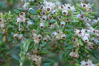 Erica cordata, photographed by Di Turner