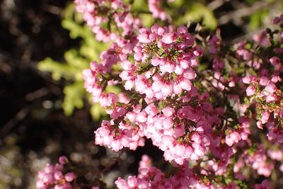 Erica quadrangularis, photographed by Di Turner