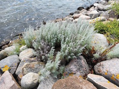 Artemisia maritima, photographed by Jens-Christian Svenning