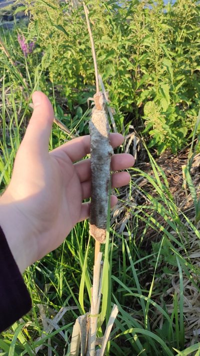 Typha incana, photographed by Yurii Basov