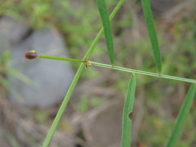 Vicia aphylla, photographed by Daniel Cahen