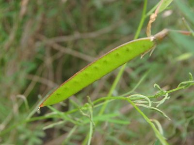 Vicia aphylla, photographed by Daniel Cahen