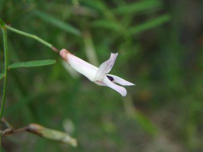 Vicia aphylla, photographed by Daniel Cahen