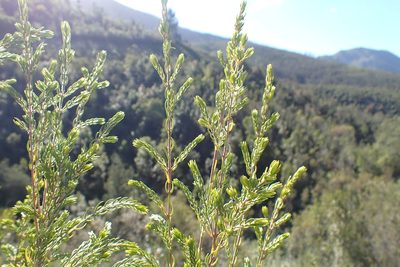 Passerina falcifolia, photographed by Di Turner
