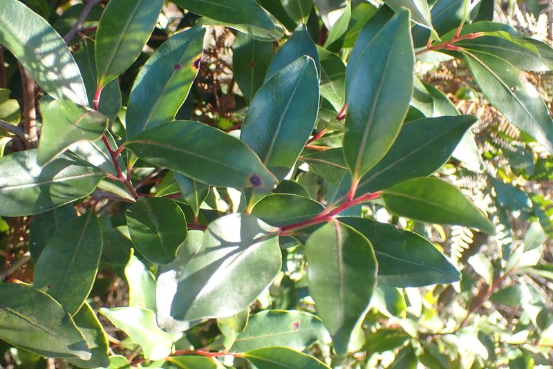 Pterocelastrus rostratus, photographed by Di Turner