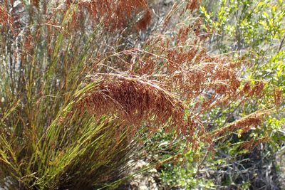 Rhodocoma gracilis, photographed by Di Turner