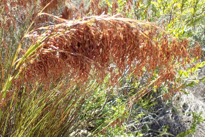 Rhodocoma gracilis, photographed by Di Turner