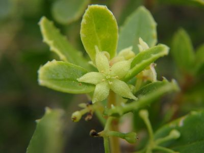 Rubia fruticosa, photographed by Daniel Cahen