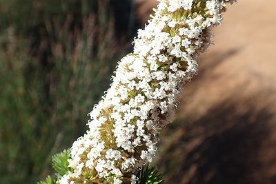 Stoebe alopecuroides, photographed by Di Turner