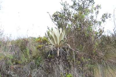 Espeletia muiska, photographed by Andrés Ramírez-Barrera