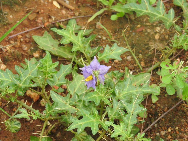 Solanum virginianum, photographed by Raja bandi