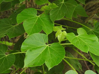 Jatropha curcas, photographed by Raja bandi