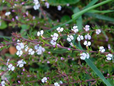 Muraltia ericoides, photographed by Klaus Wehrlin