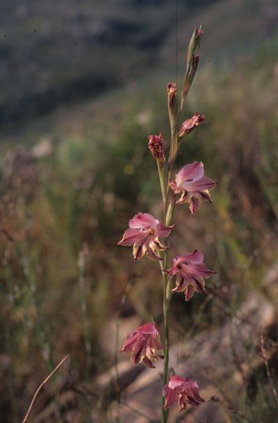 Gladiolus guthriei, photographed by Tom Lloyd Evans