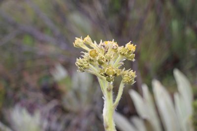 Espeletia muiska, photographed by Andrés Ramírez-Barrera