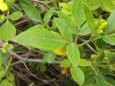 Chrysojasminum odoratissimum, photographed by Daniel Cahen