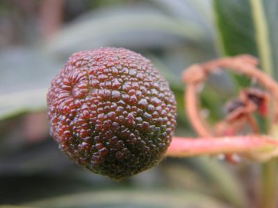 Arbutus canariensis, photographed by Daniel Cahen