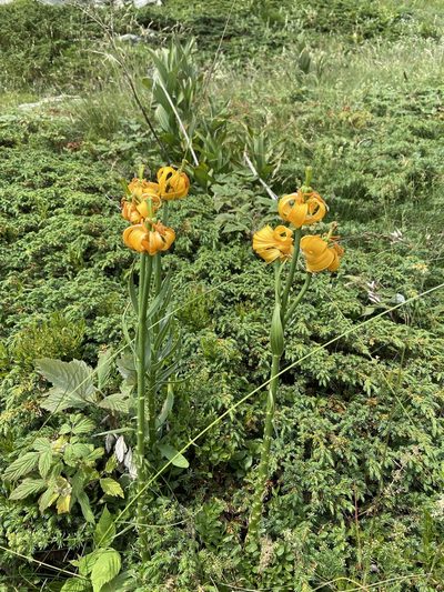 Lilium albanicum, photographed by Sokratis