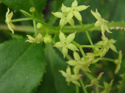 Rubia fruticosa, photographed by Daniel Cahen