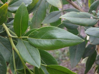 Chrysojasminum odoratissimum, photographed by Daniel Cahen