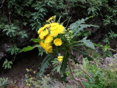 Sonchus congestus, photographed by Daniel Cahen