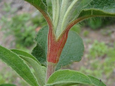 Cistus symphytifolius, photographed by Daniel Cahen