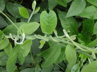 Convolvulus canariensis, photographed by Daniel Cahen