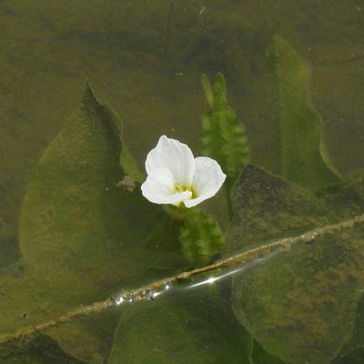 Ottelia alismoides, photographed by Paulmathi Vinod